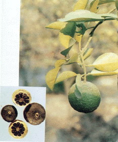 Citrus Aurantium P.E. - Herbal Extracts