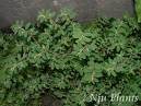 Euphorbia Humifusa Extract - Herbal Extracts