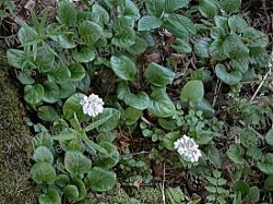 Pyrola Rotundifolia - Herbal Extracts