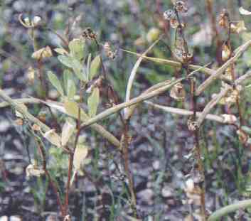 Trigonella Foenum-graecum P.E.