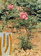 White Peony Alba P.E - Herbal Extracts