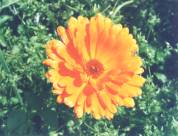 Zeaxanthin Extract - Herbal Extracts